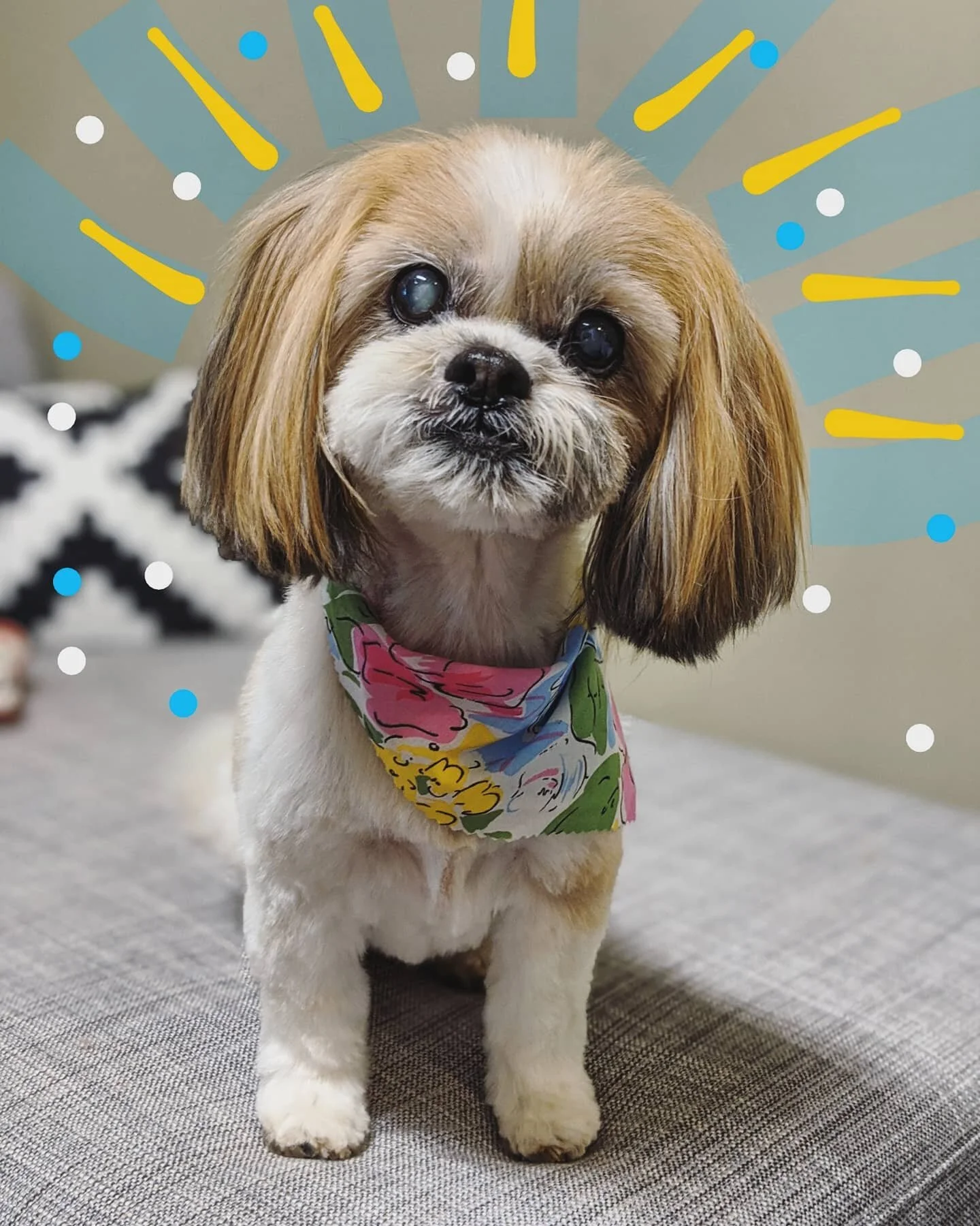 Maggie moo! She's a boss at grooming. 15 years old and she's still got it!
.
.
.
#doggrooming #fearfree #lowstress #letthembedogs #shihtzu #seniordogsrock #boss