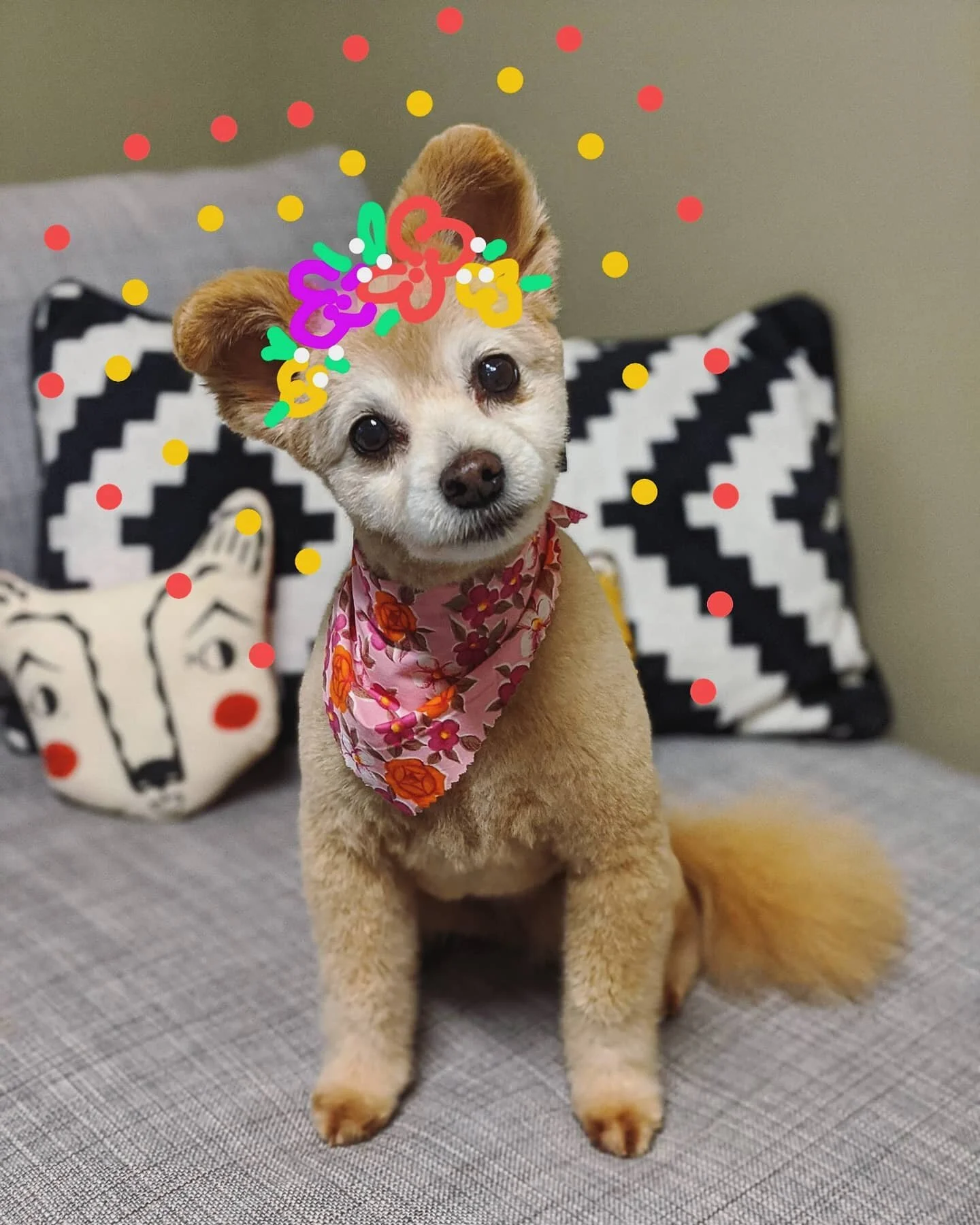 Sandy, with the ears. She almost fell asleep in the bath.
.
.
.
#doggrooming #lowstress #fearfree #lowstressdoggrooming #fearfreedoggrooming #pompoodle #theunleashedboutique #fraservalley #abbotsfordbc #abbotsfordgroomer