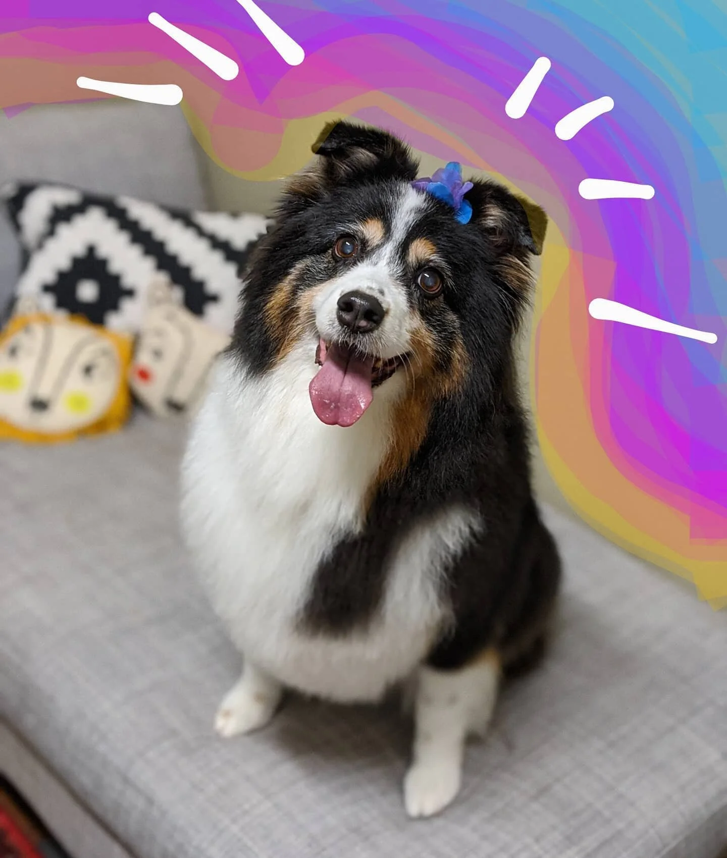 Willow in all her glory!  Nothing can beat a happy Aussie smile! Except maybe a happy Aussie wiggle butt.
 .
.
.
#australianshepherd #doggrooming #lowstress #fearfree #letthembedogs #abbotsfordbc #fraservalley
