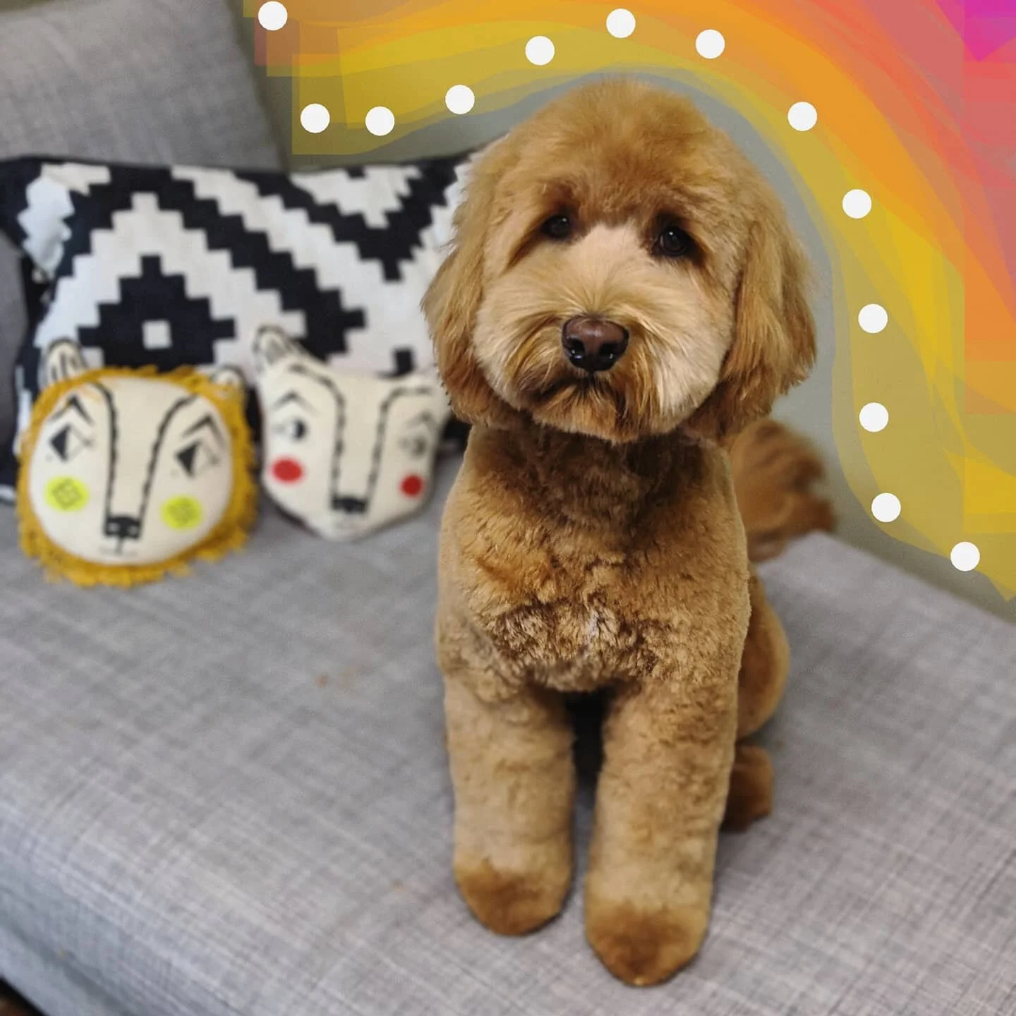 Welcome back Mila! Mila was so excited to be back, she pulled her mom into the yard and gave me big kisses! We are best friends now. 
.
.
.
#doodles #minidoodle #doggrooming #fearfree #lowstress #letthembedogs #abbotsfordbc #fraservalley