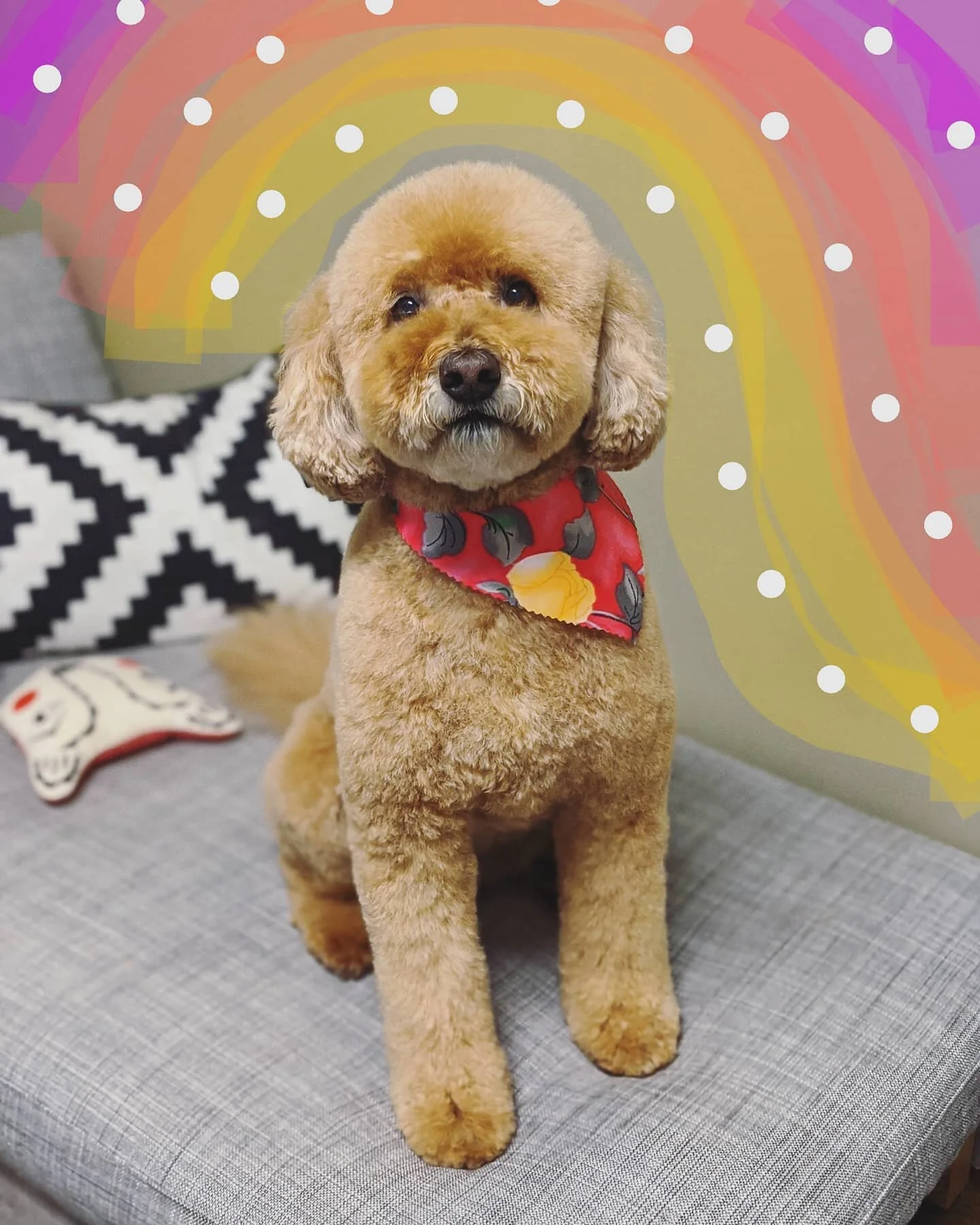 Gotta love a fluffy doodle bear! Nahla's family did so great caring for her coat at home ⭐ she's able to stay long and fluffy!

Let's talk about Doodles. Doodles are a tricky breed souly because their coats are bonkers. A doodle coat can be curly, wa
