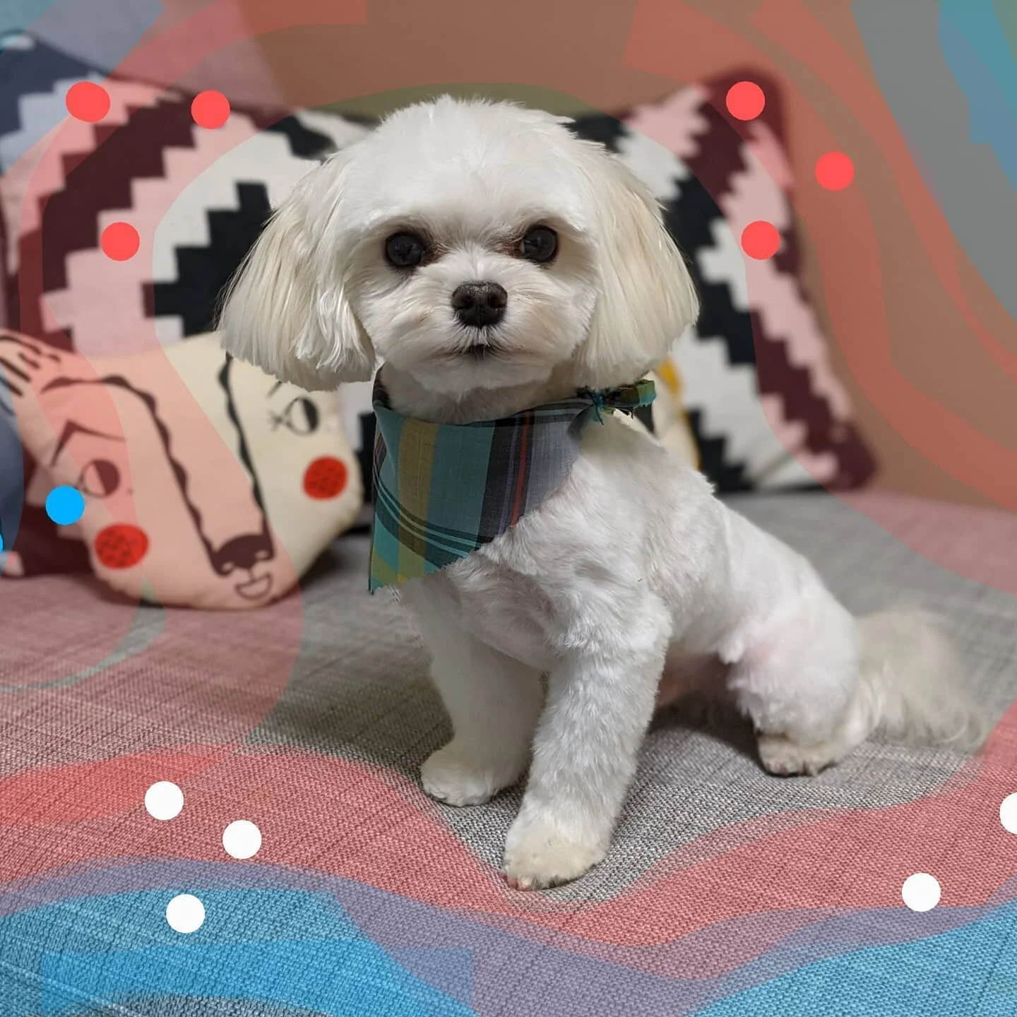 The adorable Mr. Calvin featured in the IGTV video. How heckin' cute is he! He was an absolute joy to groom. Go watch the video where you can see the process start to finish. 
.
.
.
#doggrooming #lowstress #fearfree #theunleashedboutique #maltese #fr