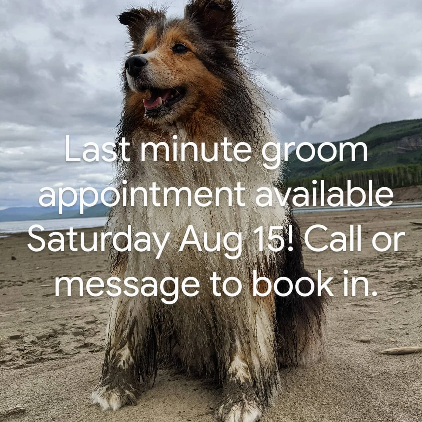 Last minute groom appointment available for this Saturday Aug 15th! Call 250 793 7173 or message to book in. Let them be dogs, then give them a bath! 
.
.
.
#doggrooming #fearfreedoggrooming #lowstressdoggrooming #letthenbedogsthengivethemabath #abbo