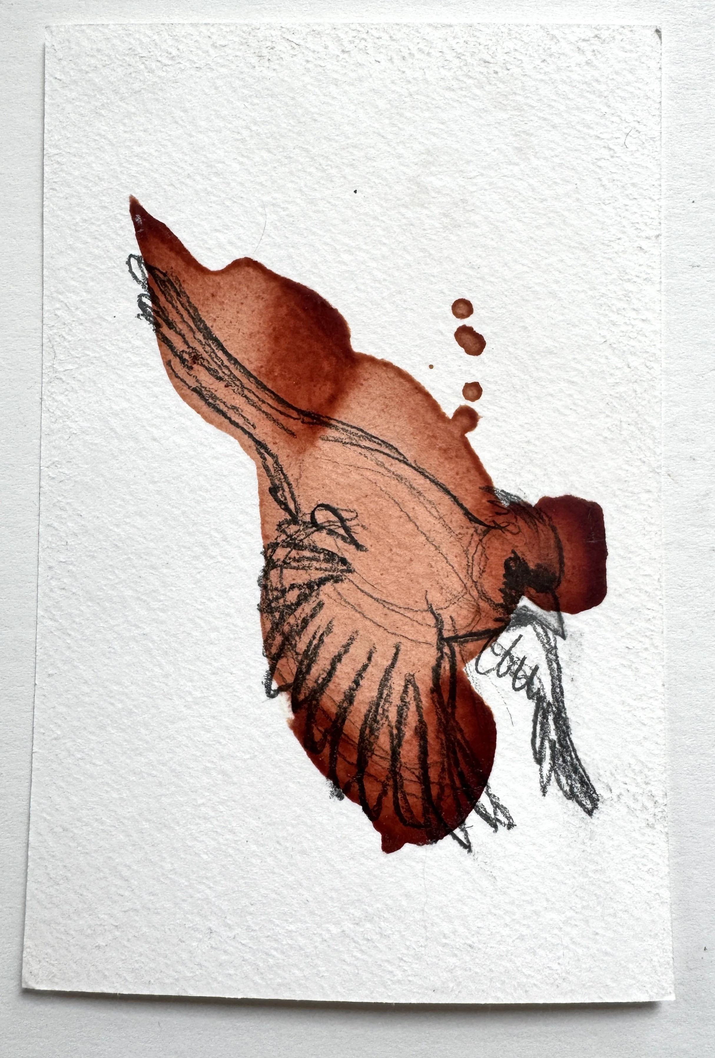 Northern Cardinal Sketch 2