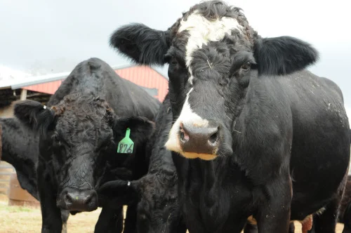 Beef production in Alabama ranks No. 2, just behind chickens. Male cattle (bulls) average about $5,000 each. 