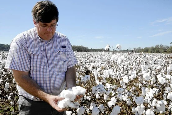 “It takes a lot of things going right to have a good crop,” he said. “I feel like God is looking out for me during years like this. Seeing a good rain in the middle of summer and seeing a beautiful crop come in — it makes it all worth it.” –Jay Minter, a Dallas County cotton farmer