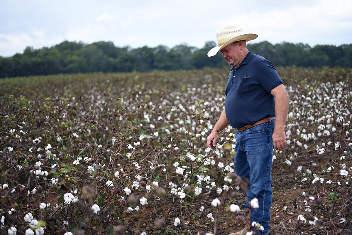 Cotton8.png