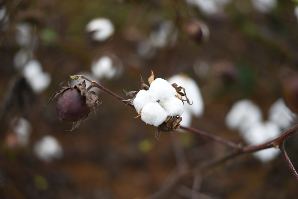 "Even after the cotton has been picked and ginned and it’s been spun, woven and it’s even been finished — those flecks still remains in the fabric until you bleach it." — Anna Yeager Brakerfield, co-owner of Redland Cotton in Moulton, Alabama 