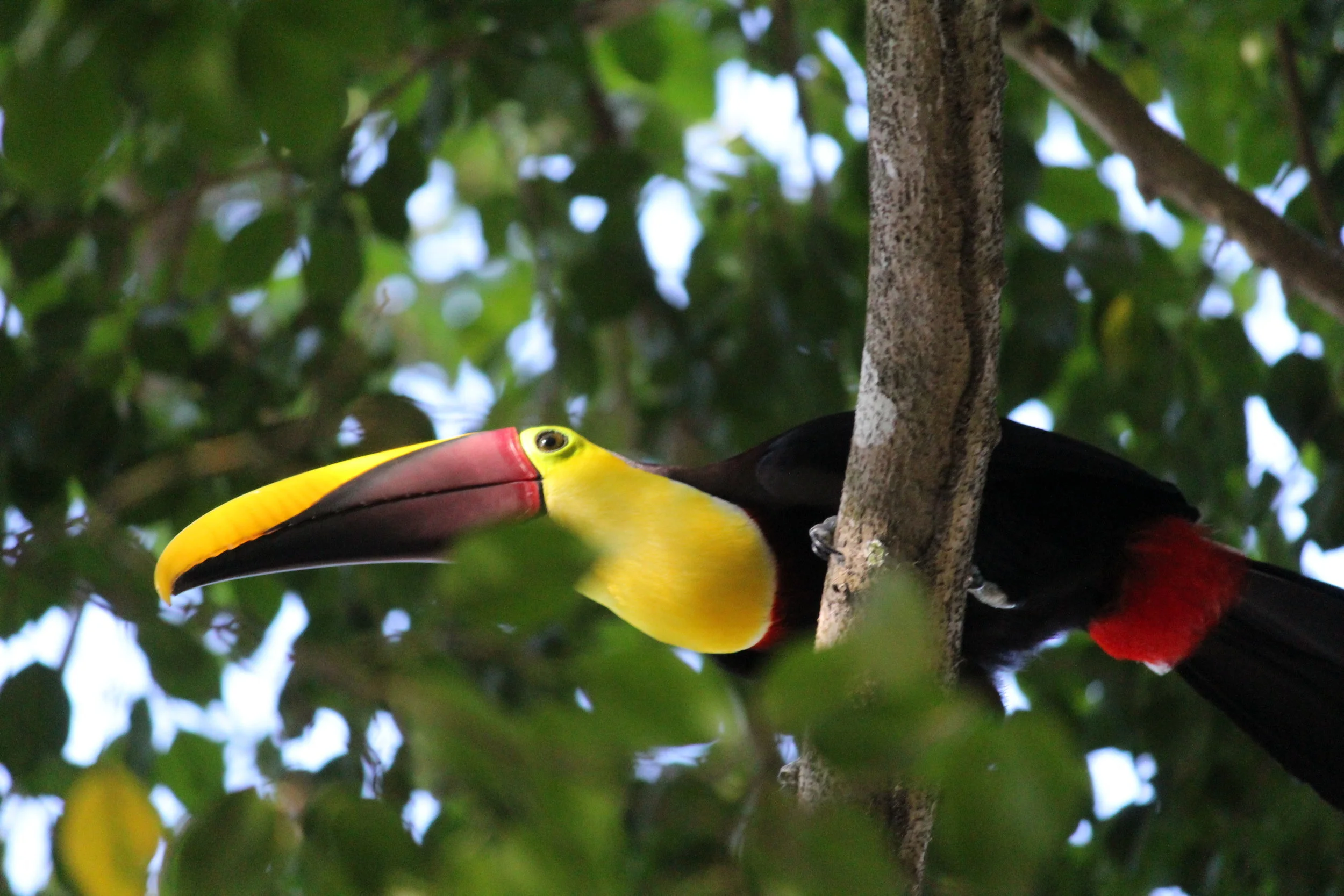 Wandering through Costa Rica