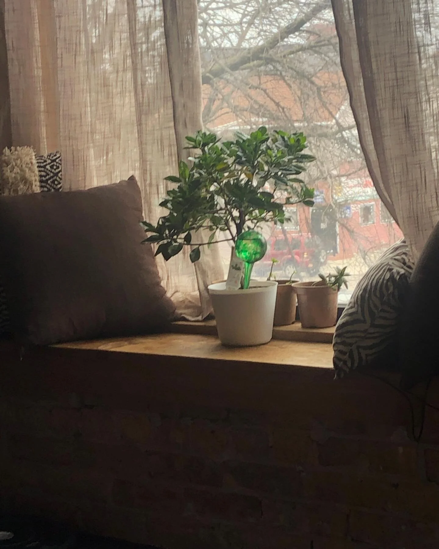 Take back to my beautiful gardenia.