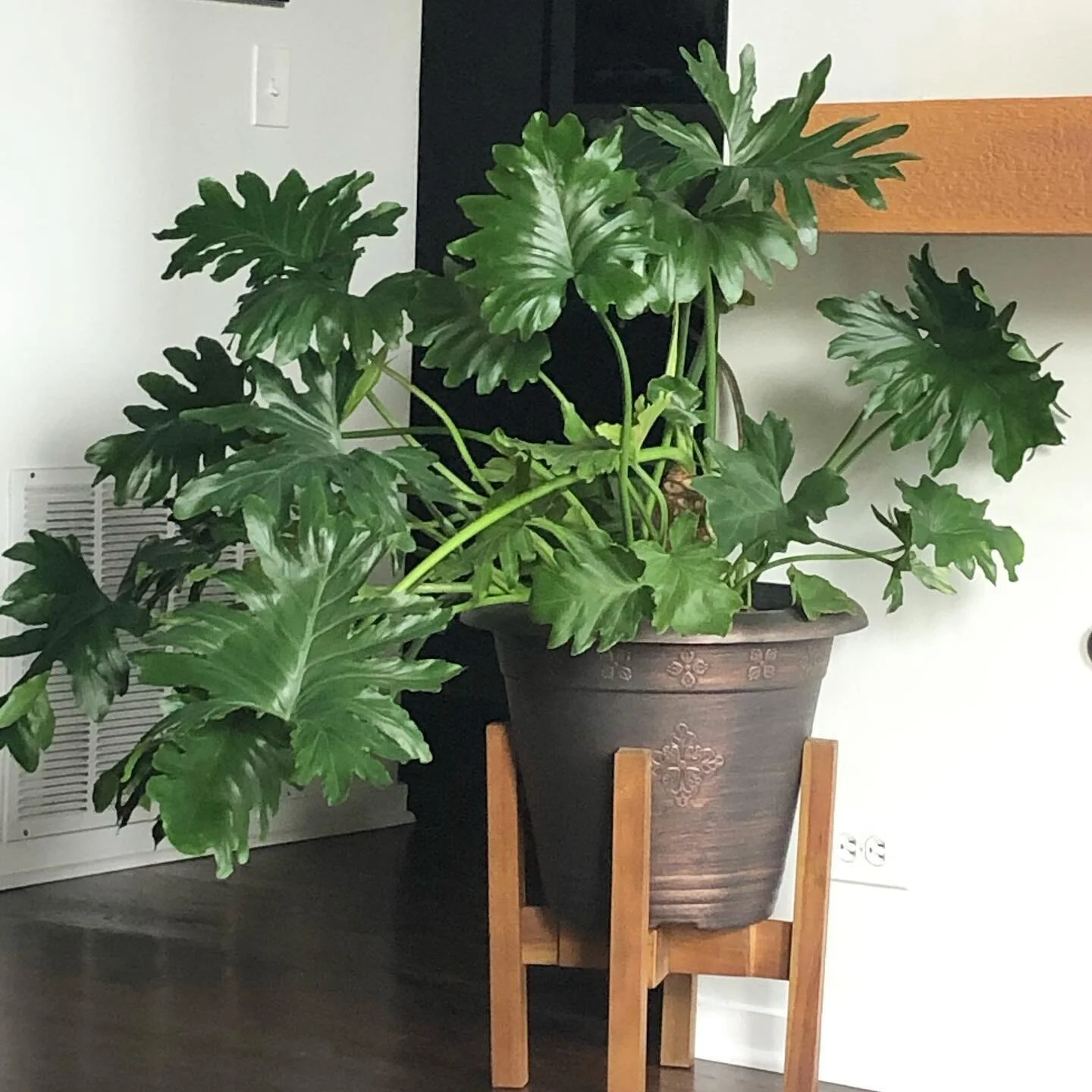My philodendron is digging the morning light. 🌱