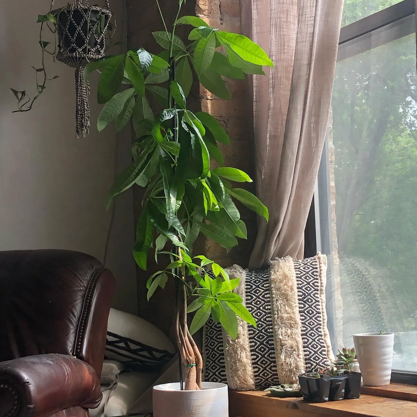 This tree has made four moves over the years&mdash;I nearly lost him in January when we moved on the coldest day of the year. I&rsquo;m so glad to see that he&rsquo;s happy in this window and fully recovered.