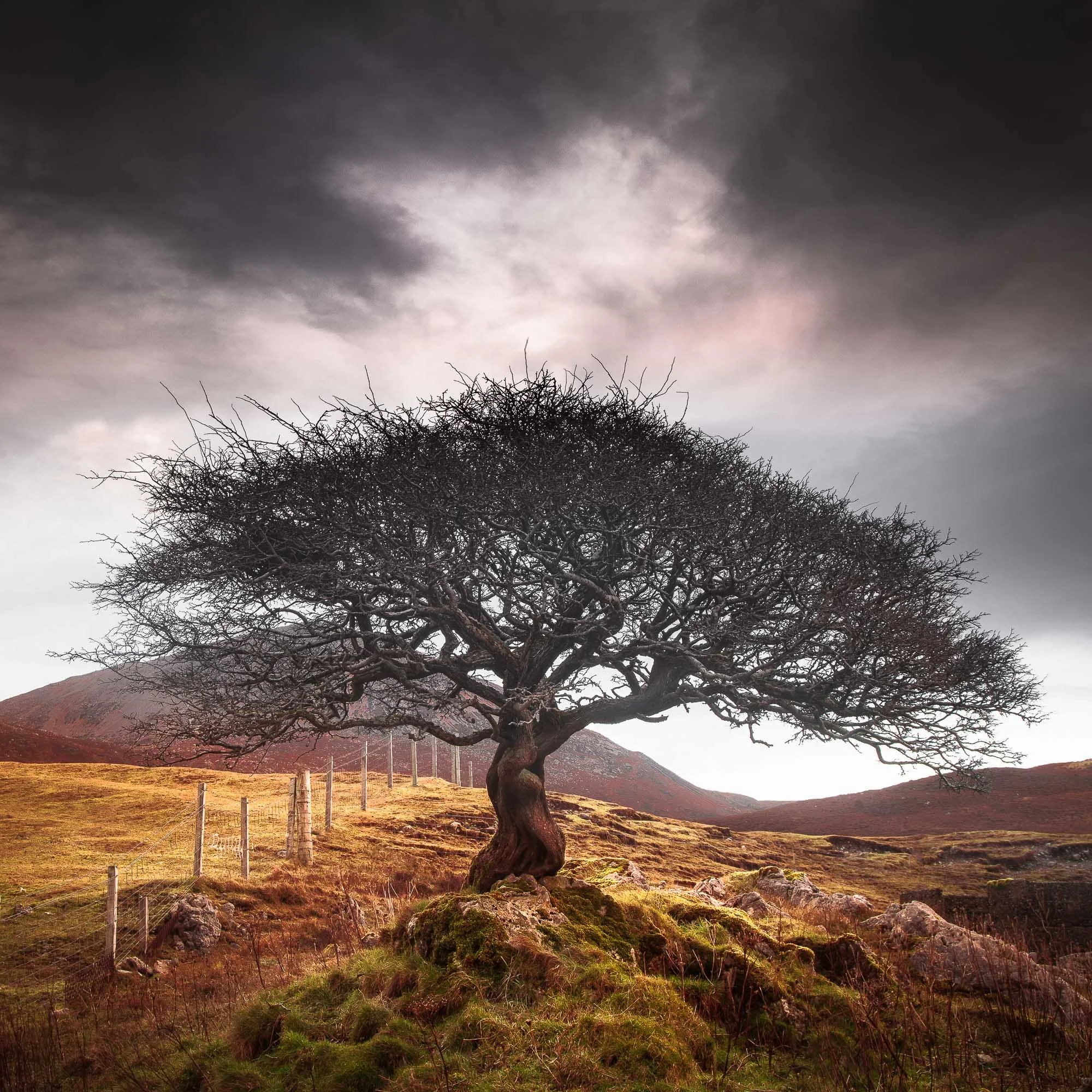 The One Tree