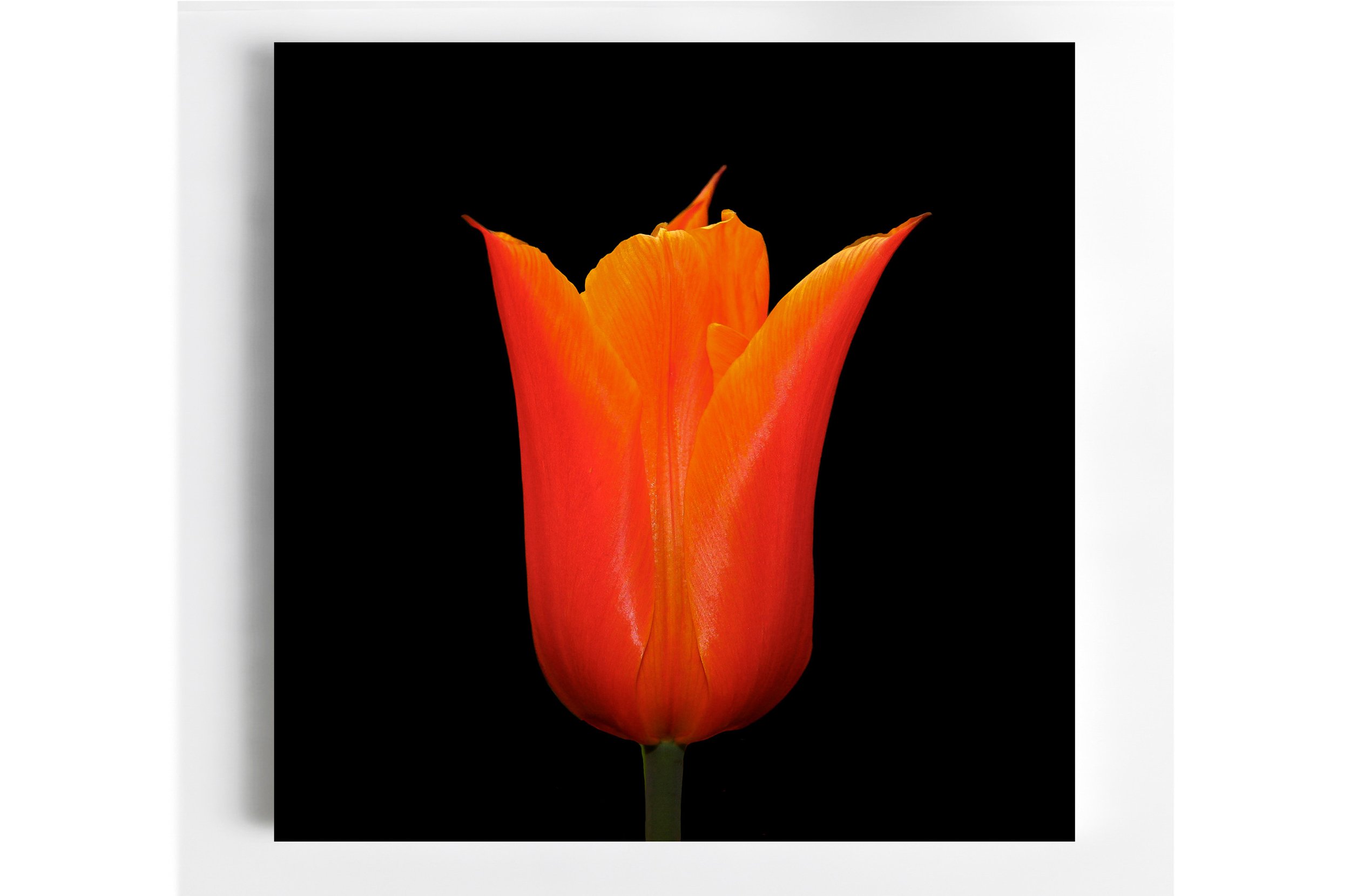57 Orange Tulip 1-Edit-Edit-Edit-2 Room .jpg