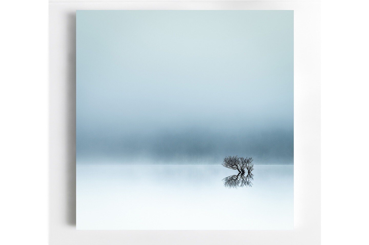 'Lost in the Mist'  On a soft misty morning down at Loch Eck, a lake in the Scottish Highlands, this little tree sits surrounded by water. The fog was so far down the hillside that all the trees were hidden and the tree seems to float as if lost in t
