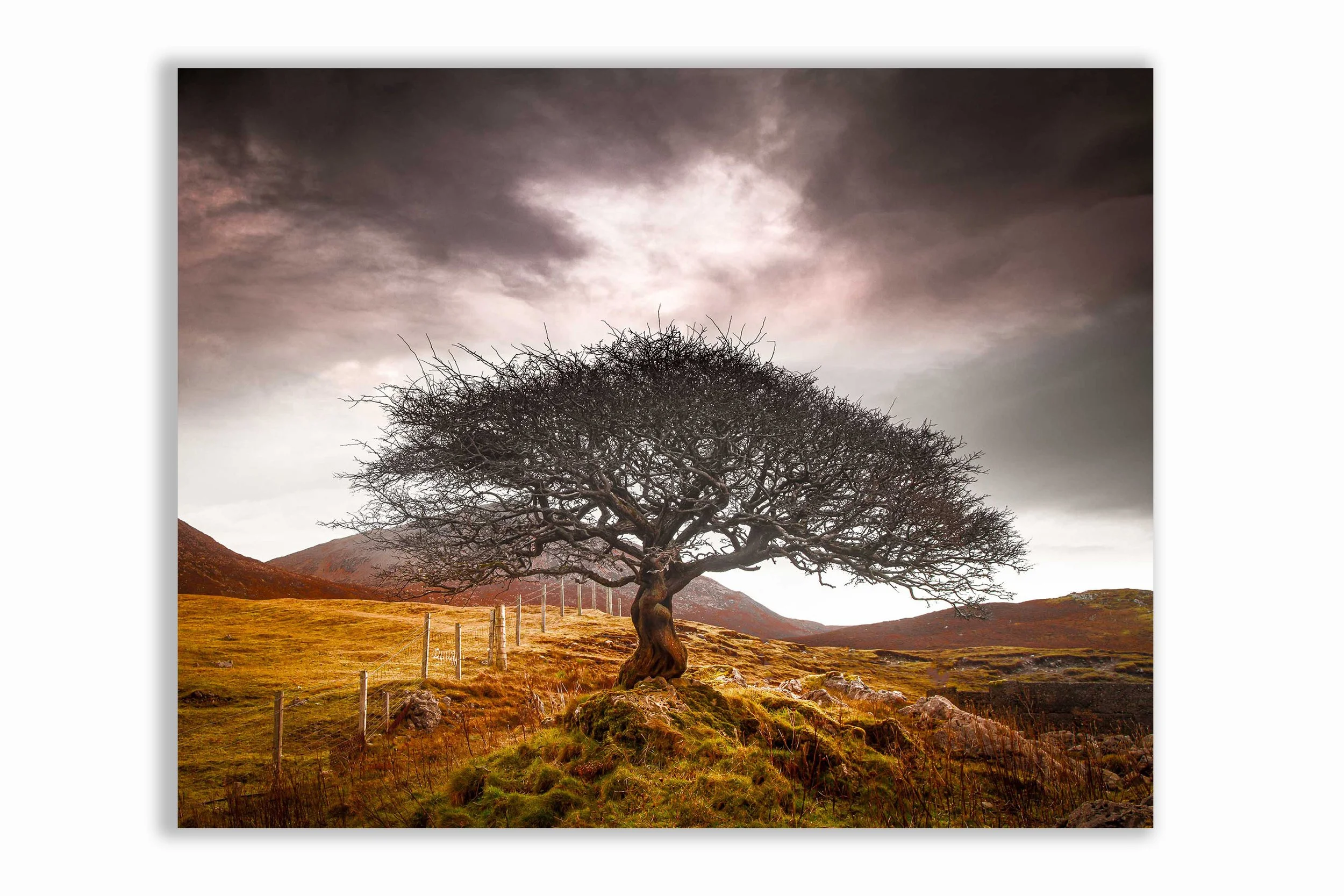 209Landscape 40 x 30 on CanvasOne Tree_1788-HDR-Edit-2.jpg