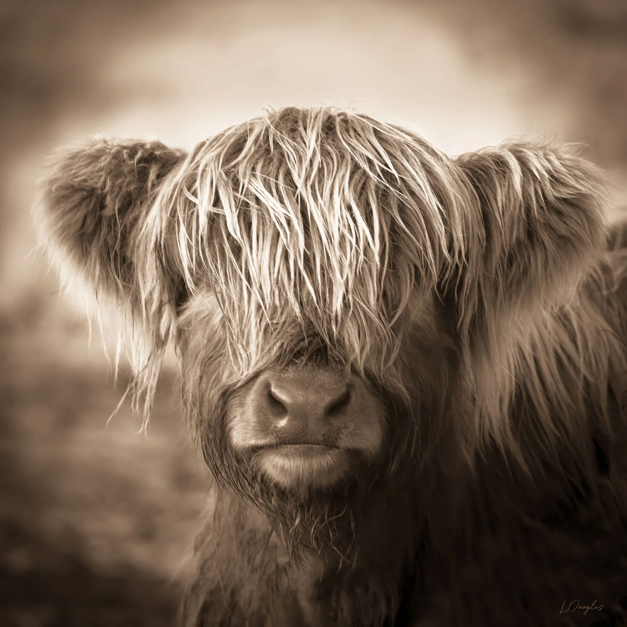 Highland Calf