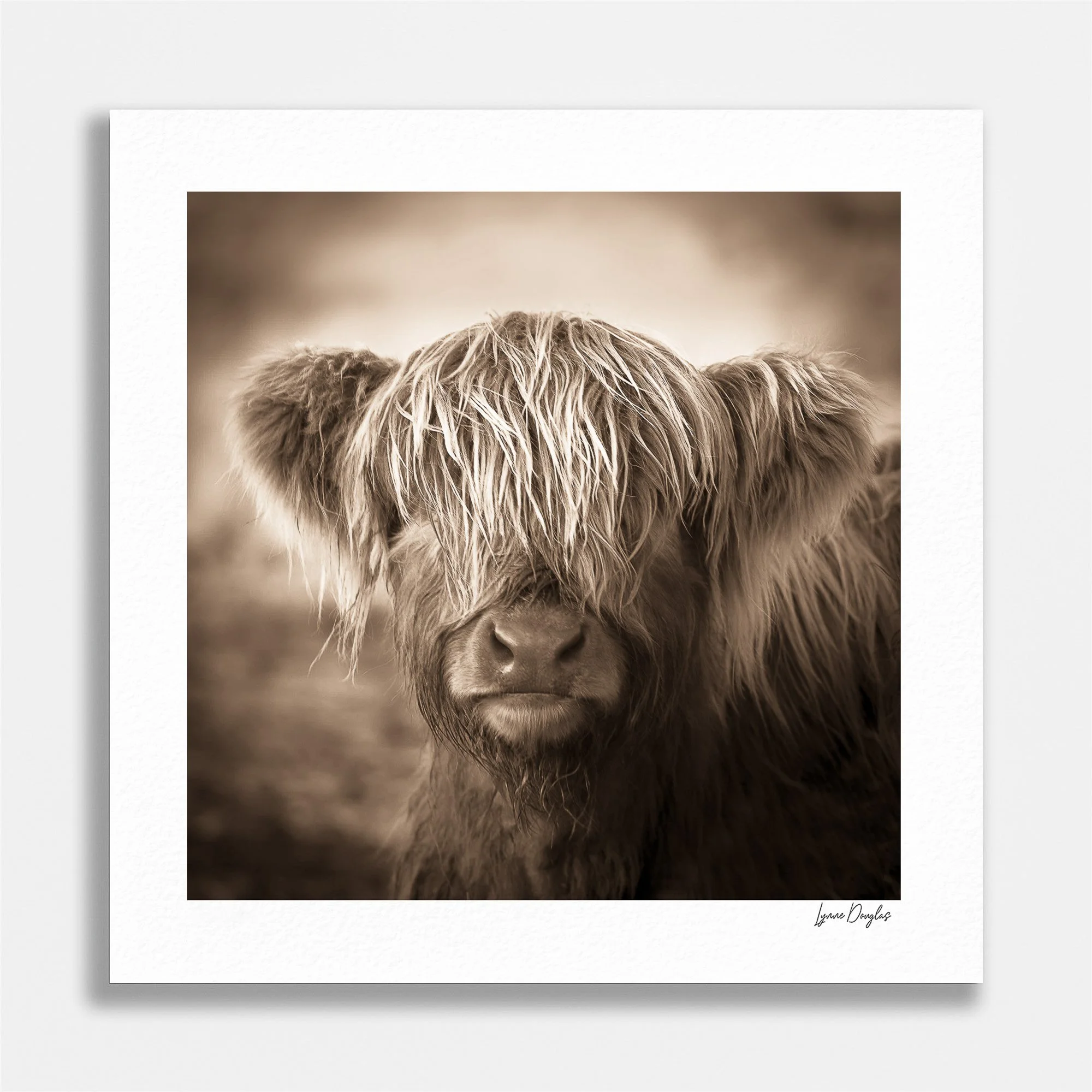 The Little Calf.jpg