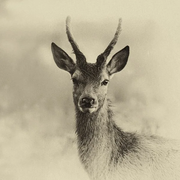Young Buck