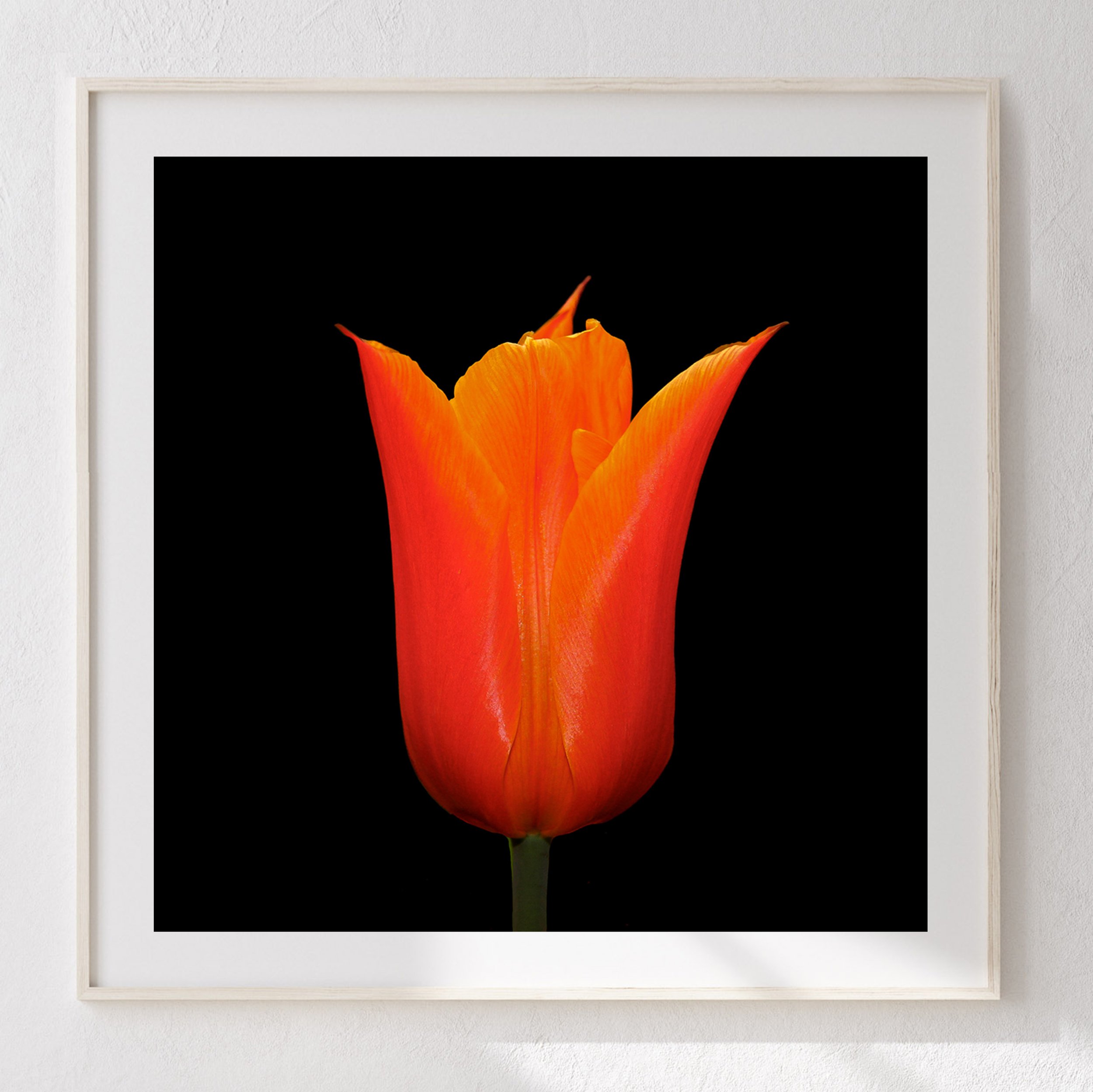45 Orange Tulip 1-Edit-Edit-Edit-2 Room .jpg