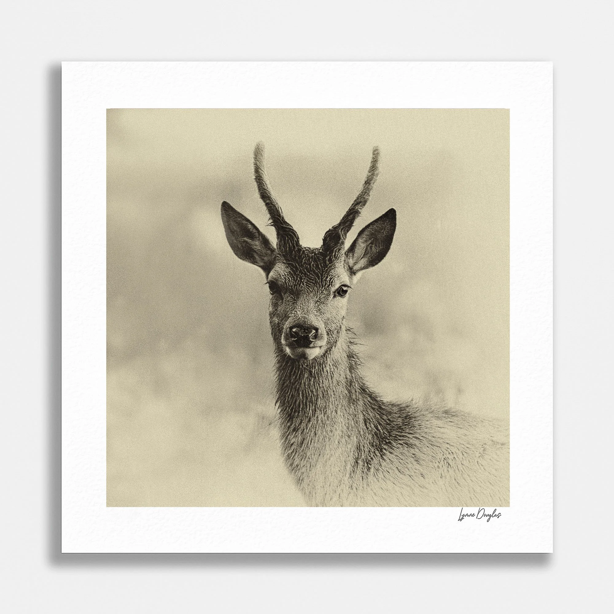 Portrait of a Young Buck.jpg