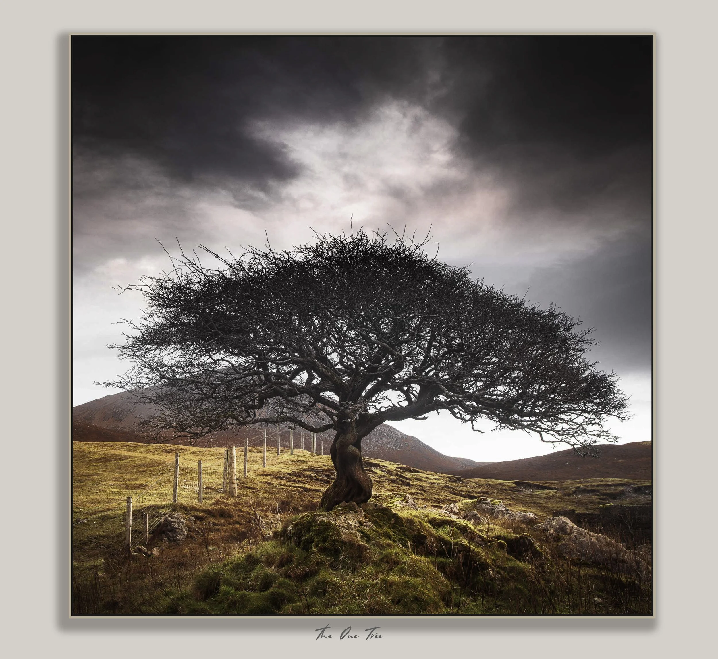 The One Tree.jpg