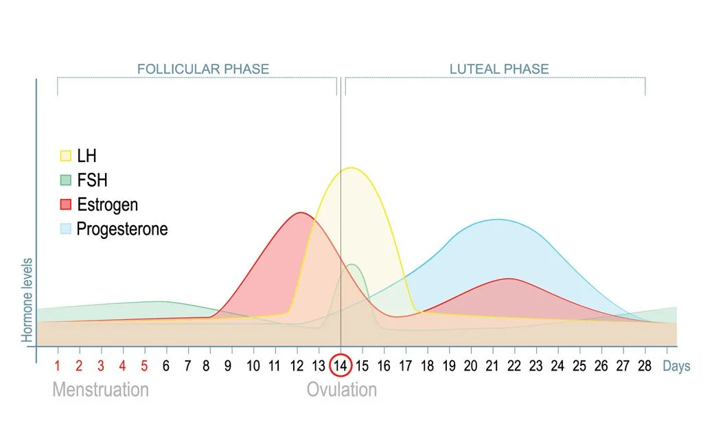 menstrual-cycle-oestrogen-dominance3_1024x1024.jpg
