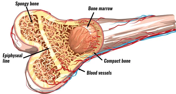bone-structure620.jpg