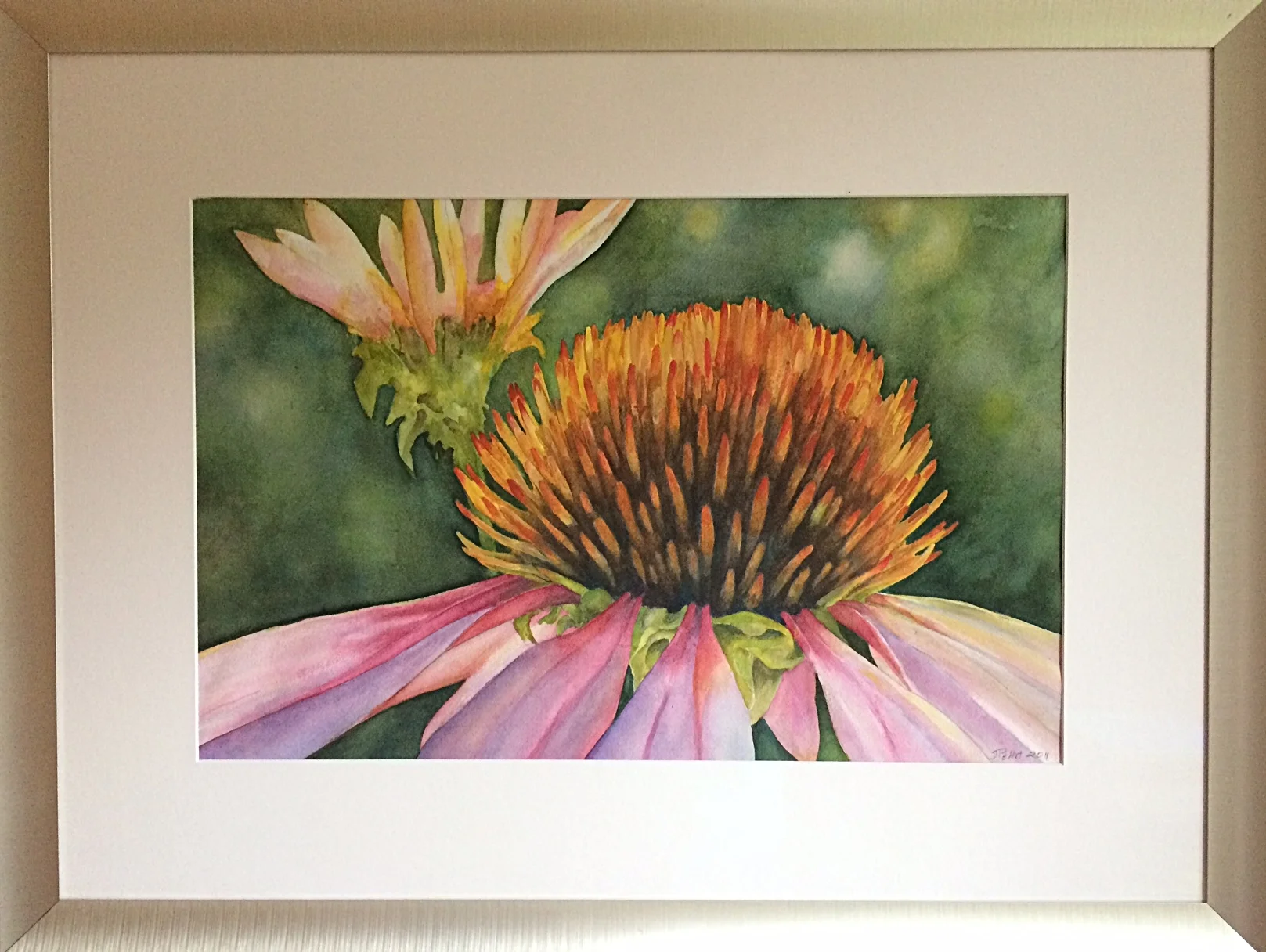 Echinacea Flower