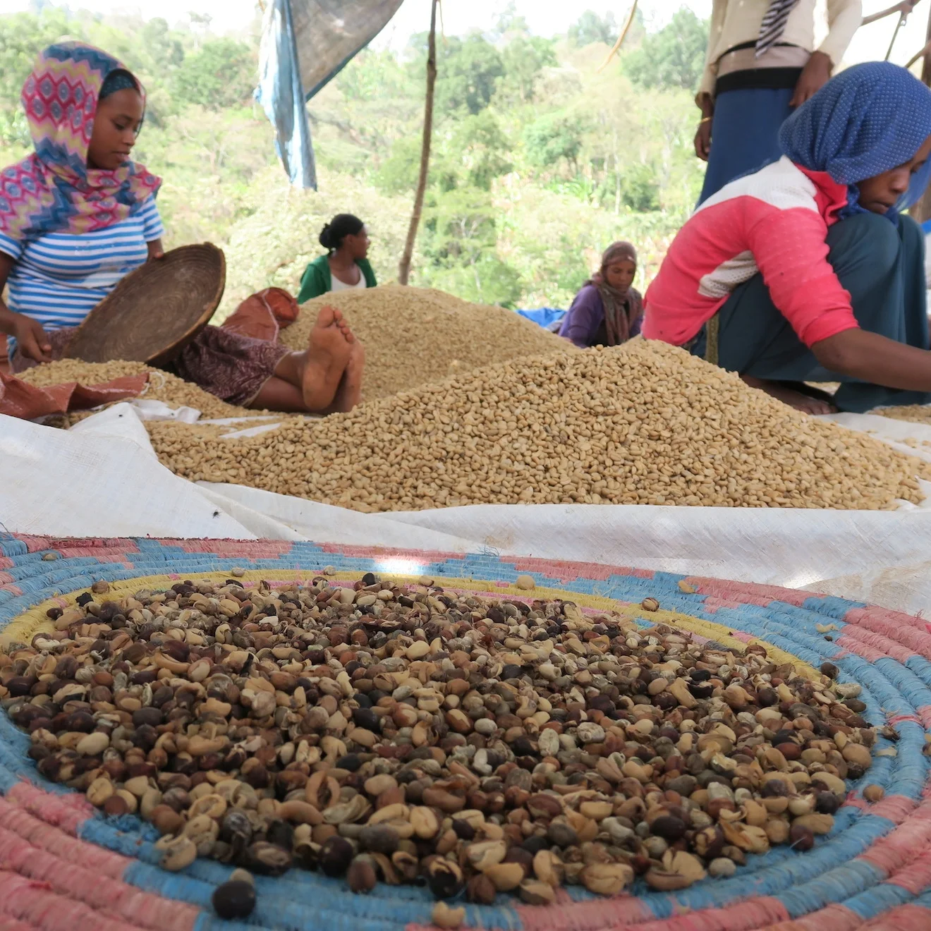 hand sorting Sidamo nansebo.jpg