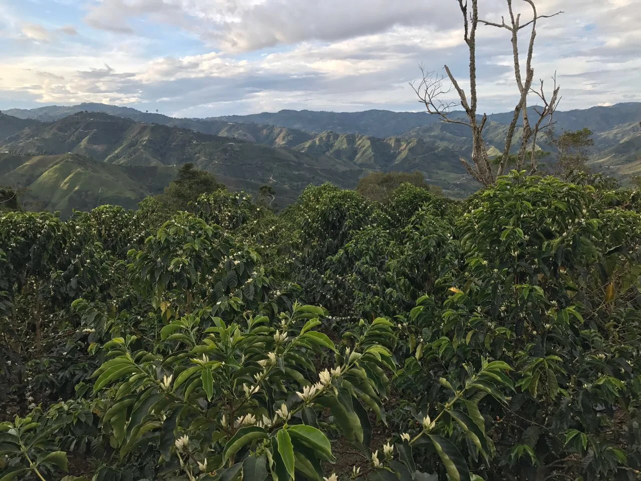 Colombia Henry Bonilla.JPG