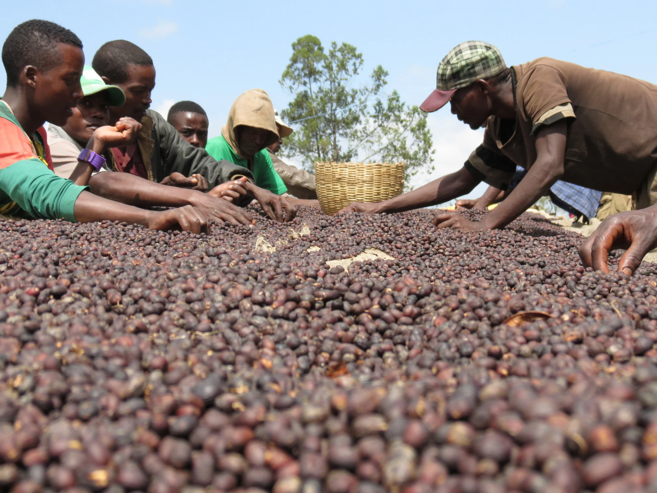 Ethiopia Wote Konga 5.JPG