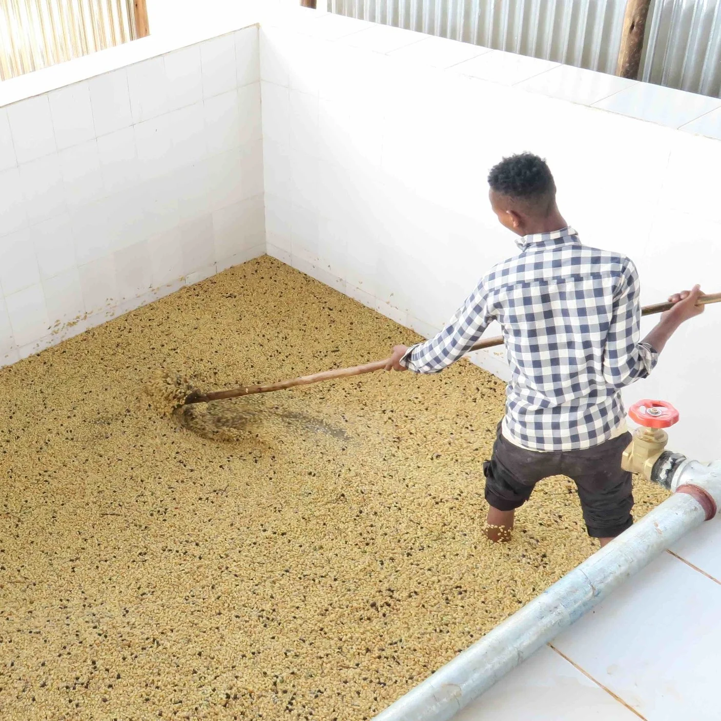 Guji washed low copy.jpg