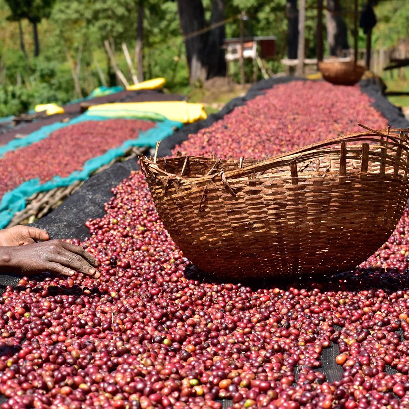 Ethiopia Bombe Bensa N_Webtile.jpg