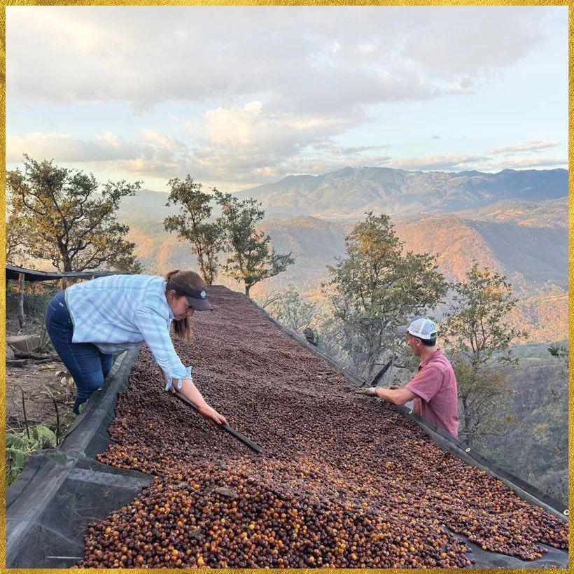 281_DELUCA_TASTING NOTES_FREDY ORANTES (SPECIAL)_NO BADGe.jpg