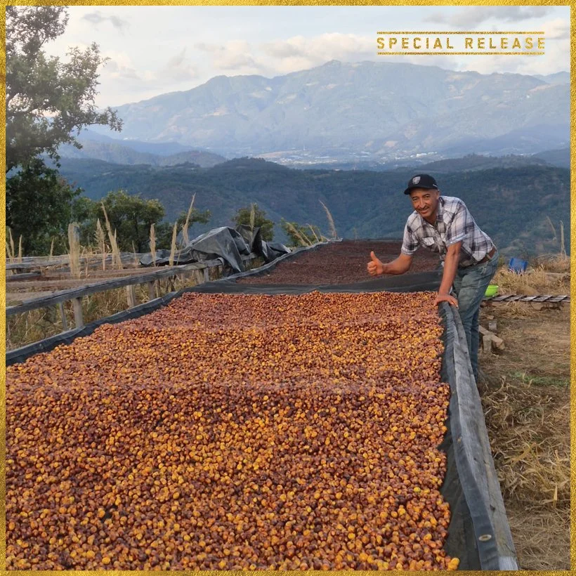 288_DELUCA_TASTING NOTES_FREDY ORANTES (SPECIAL 2025)_BADGE 01.jpg