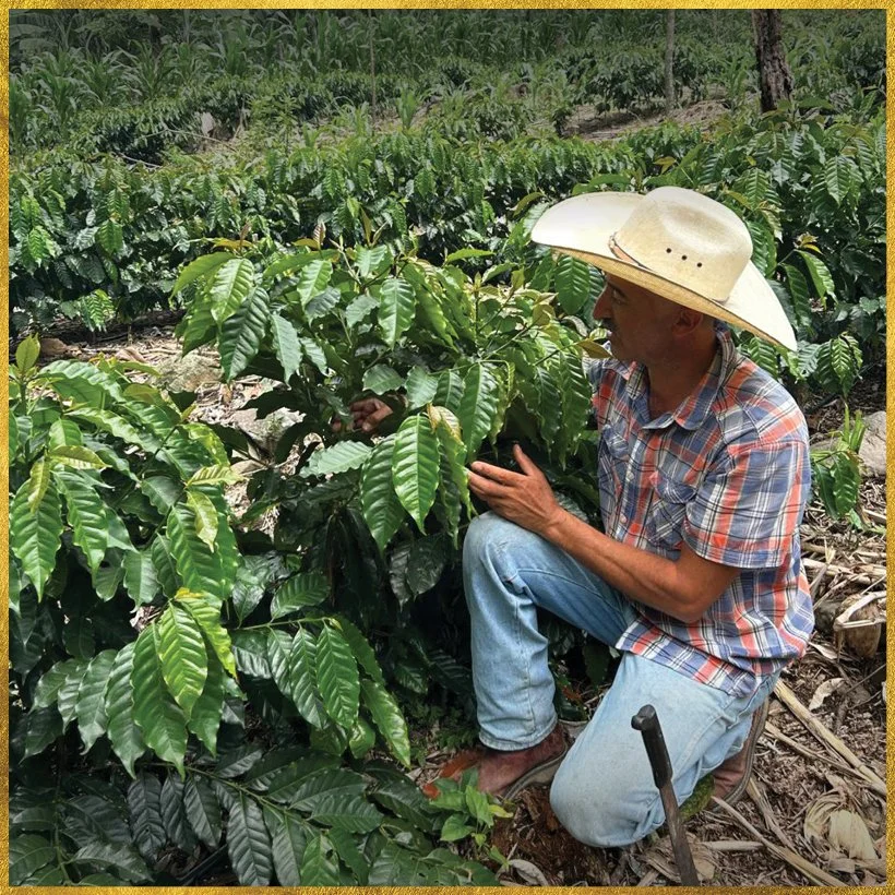 288_DELUCA_TASTING NOTES_FREDY ORANTES (SPECIAL 2025)_NO BADGE 02.jpg