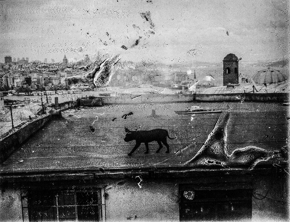 A BLACK DOG 2015 Edition of 5+2 AP 100x130cm Pigment print
