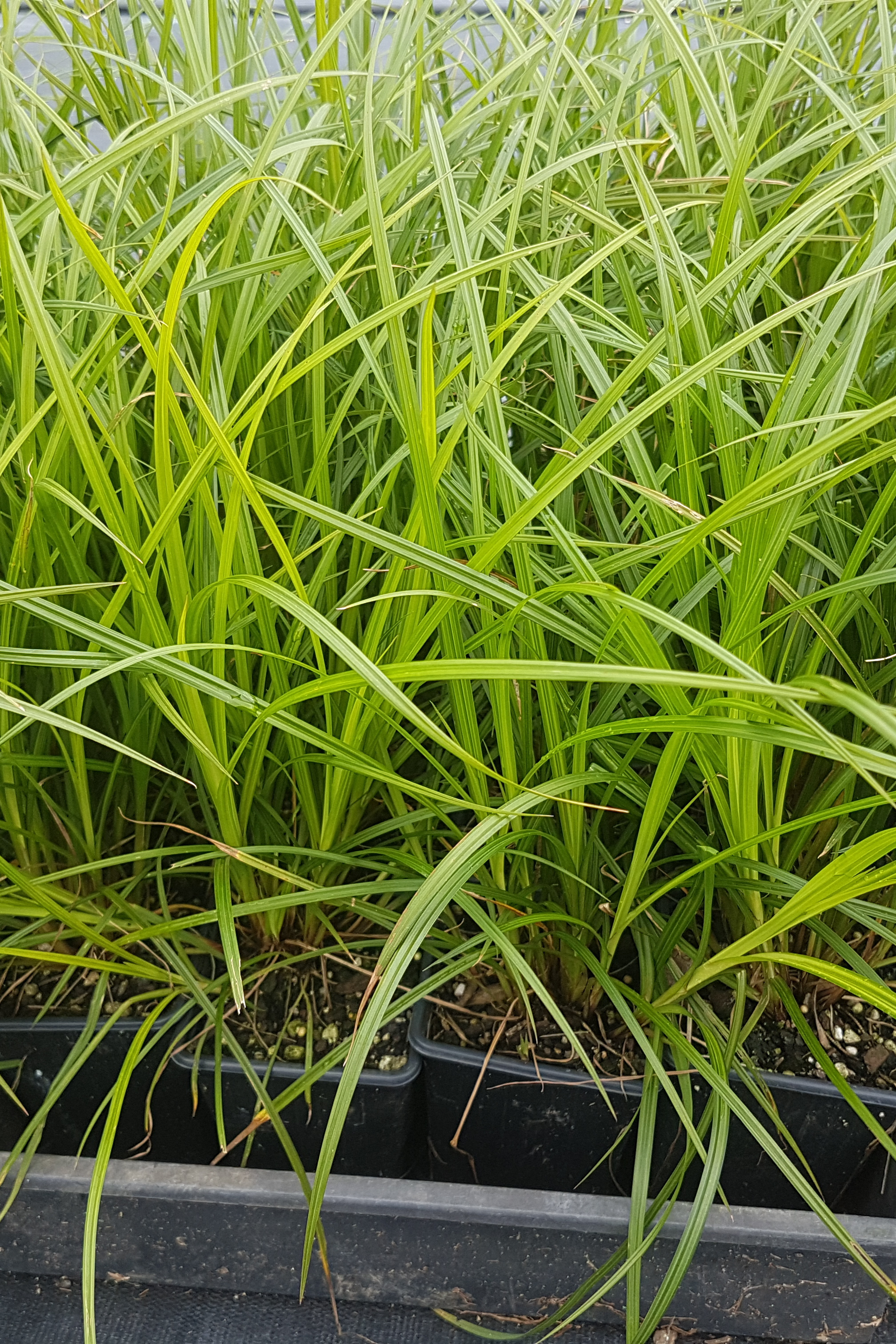 Carex Lessoniana