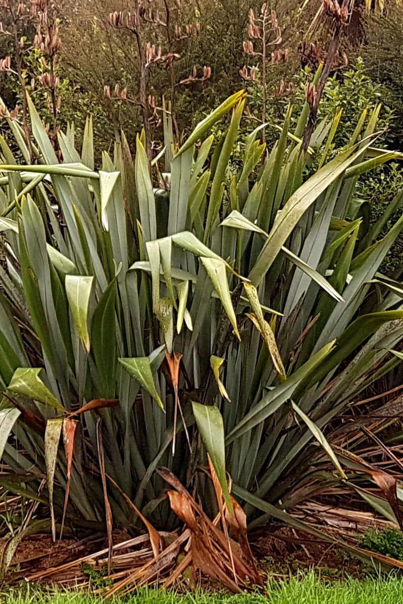 Phormium tenax