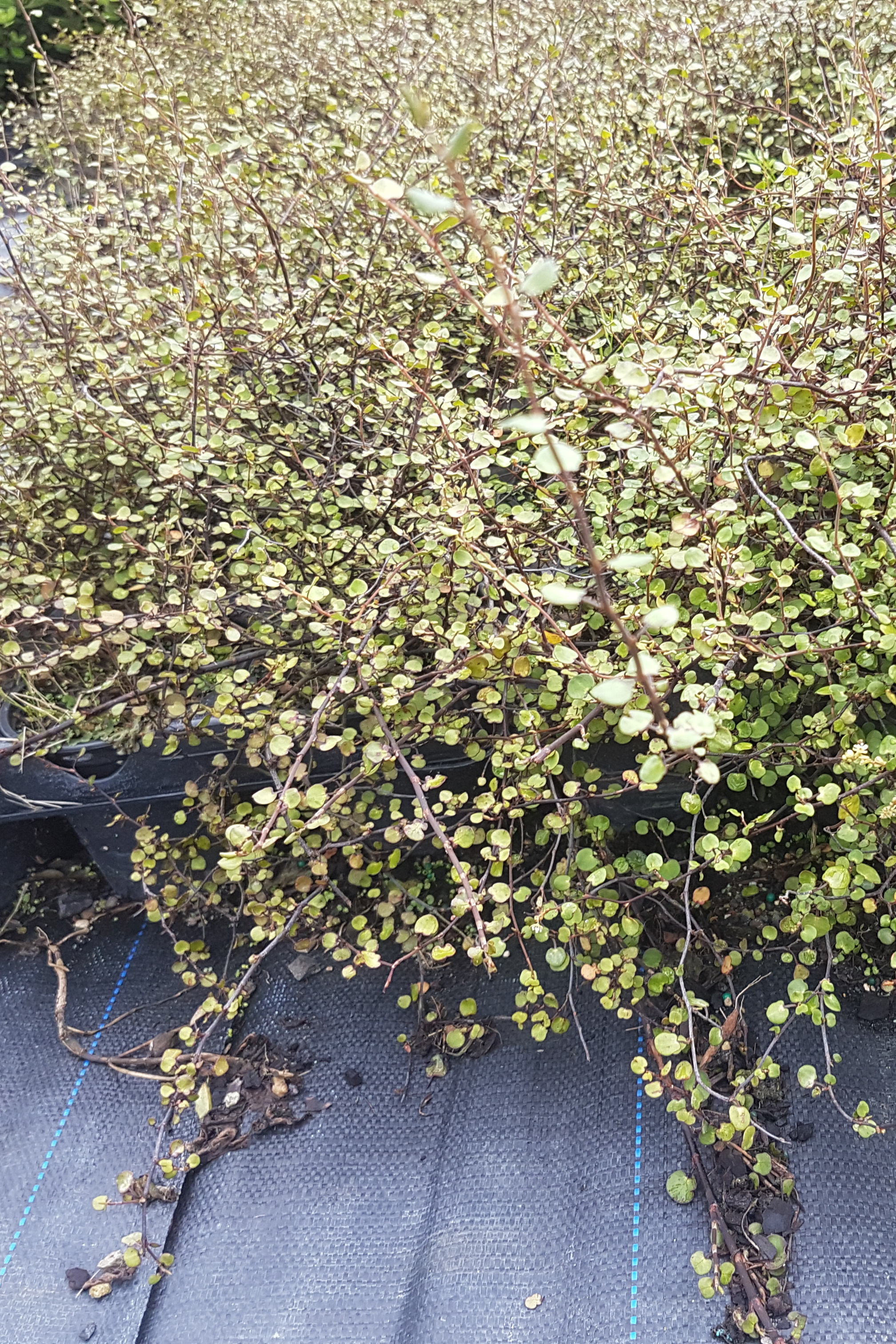 Muehlenbeckia complexa
