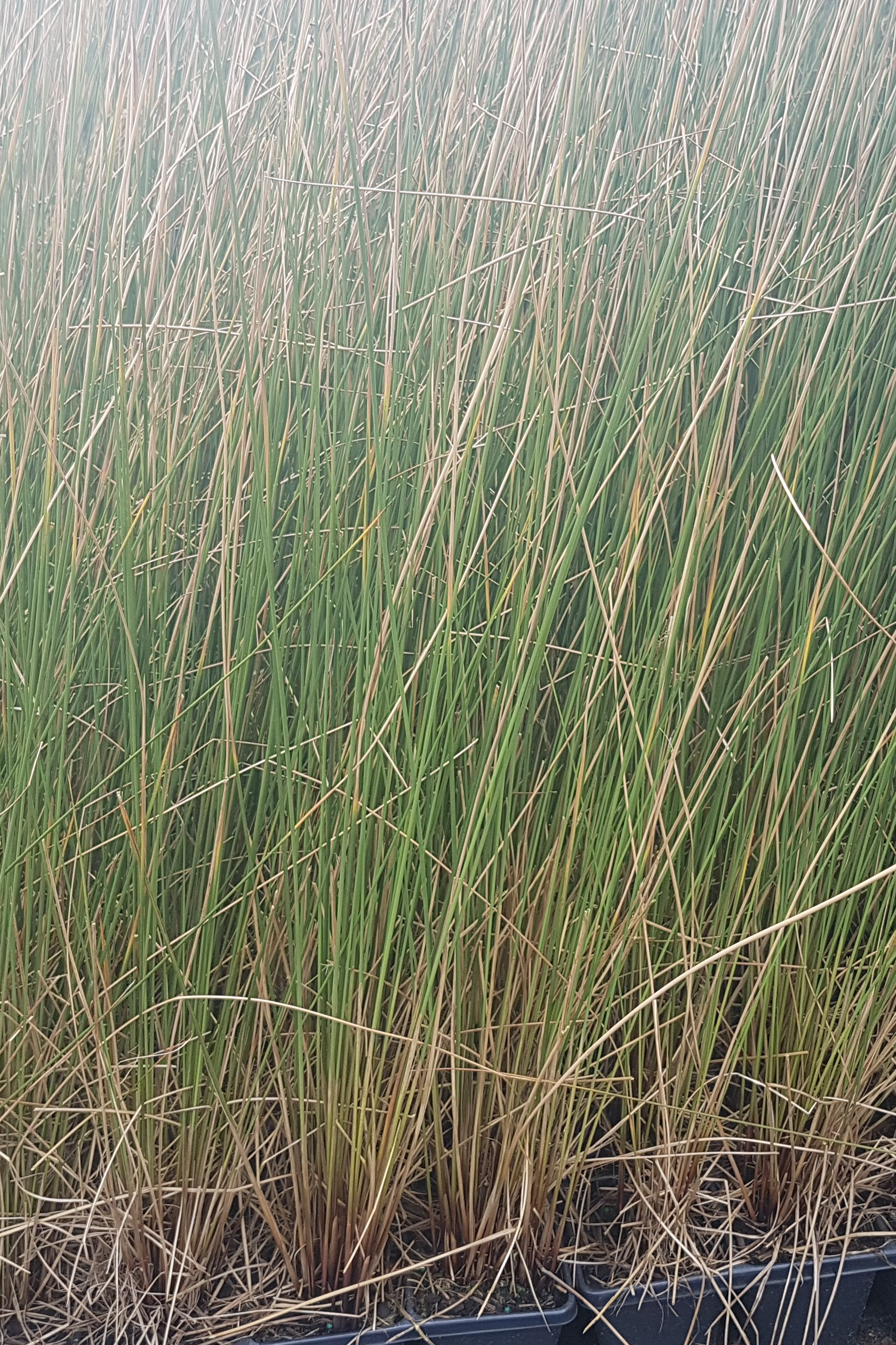 Juncus gregiflorus
