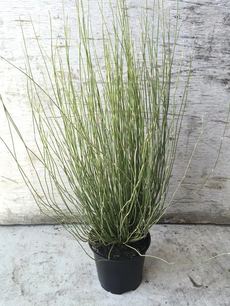 Apodasmia similis