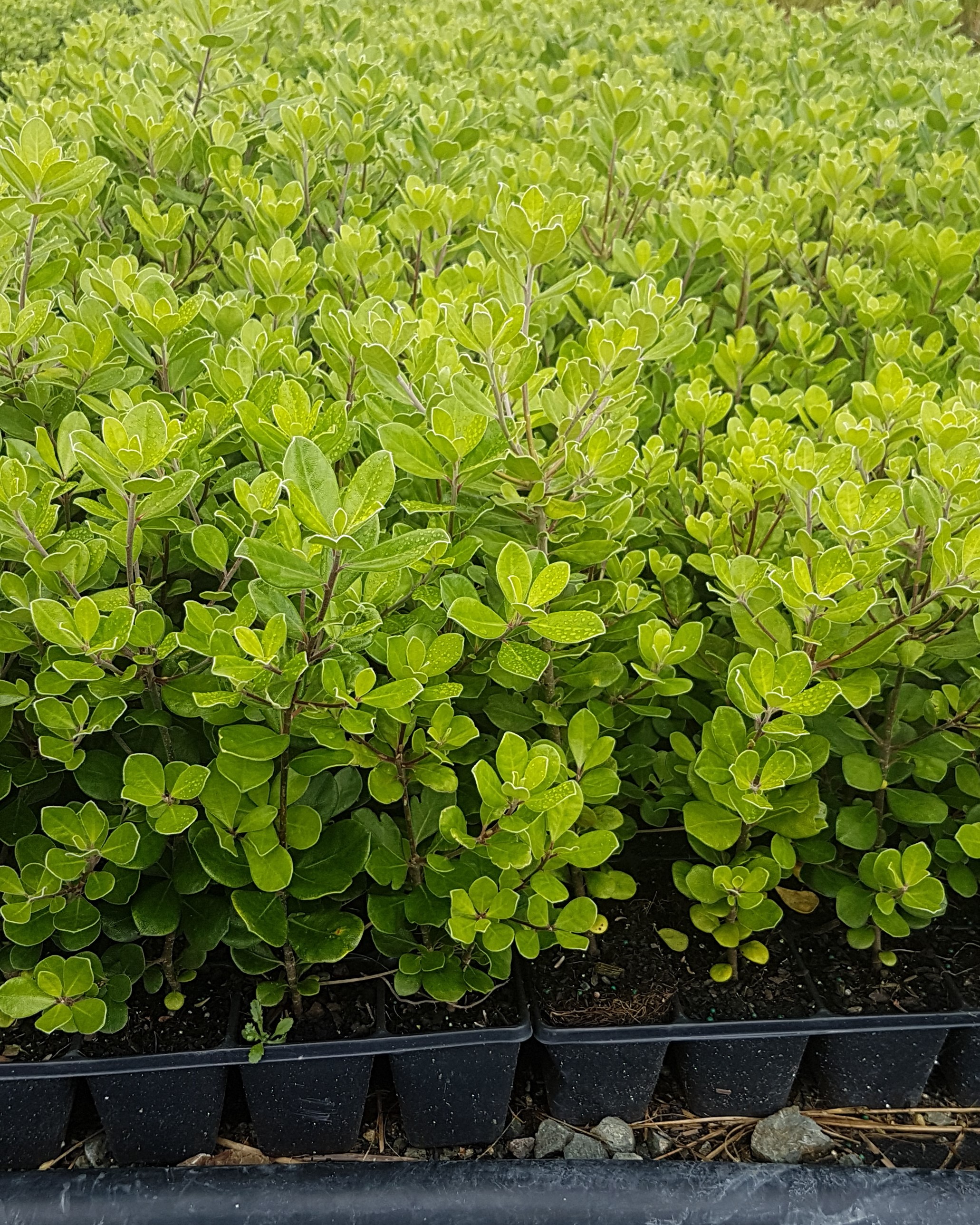 Pittosporum crassifolium