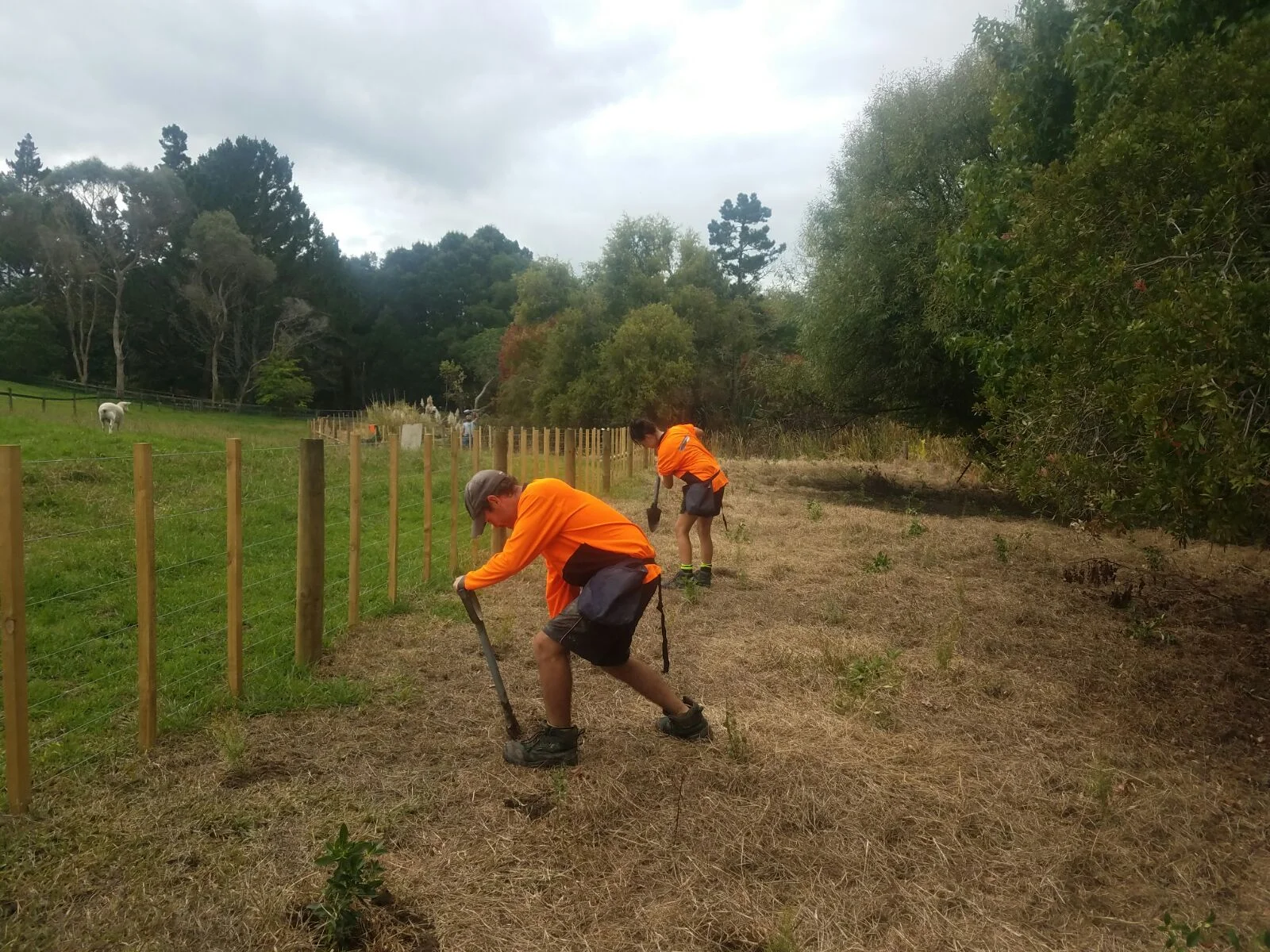 Riverhead Planting along the riparian margin. 
