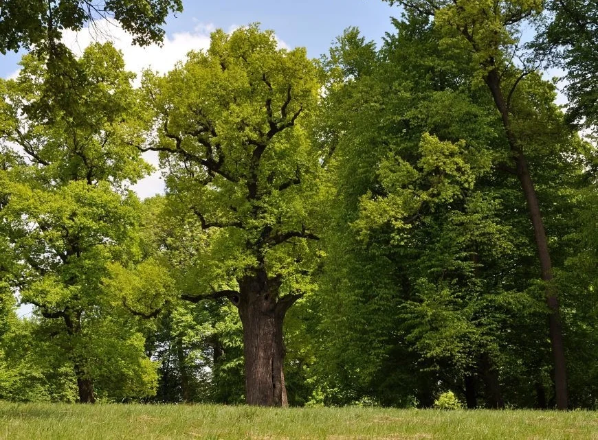 tree.jpg