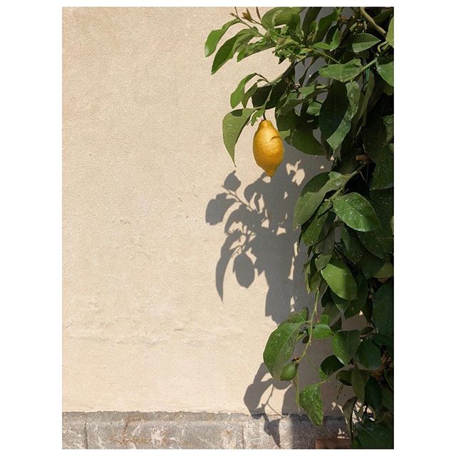 My photo library hit over 100K recently. At least a thousand of that 100K are more brand-appropriate to post than a lemon. But if I really had to be true to myself tonight, I am feeling like sharing the lemon! 🤷🏼♀️🍋