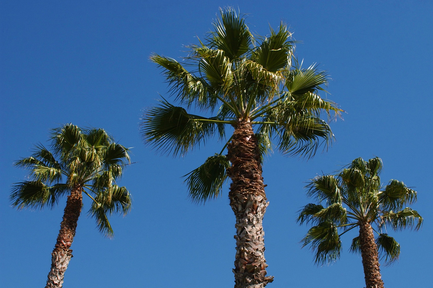palms.jpg