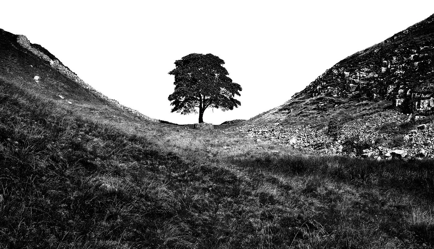Sycamore_Gap,_The_Tree_bw.jpg