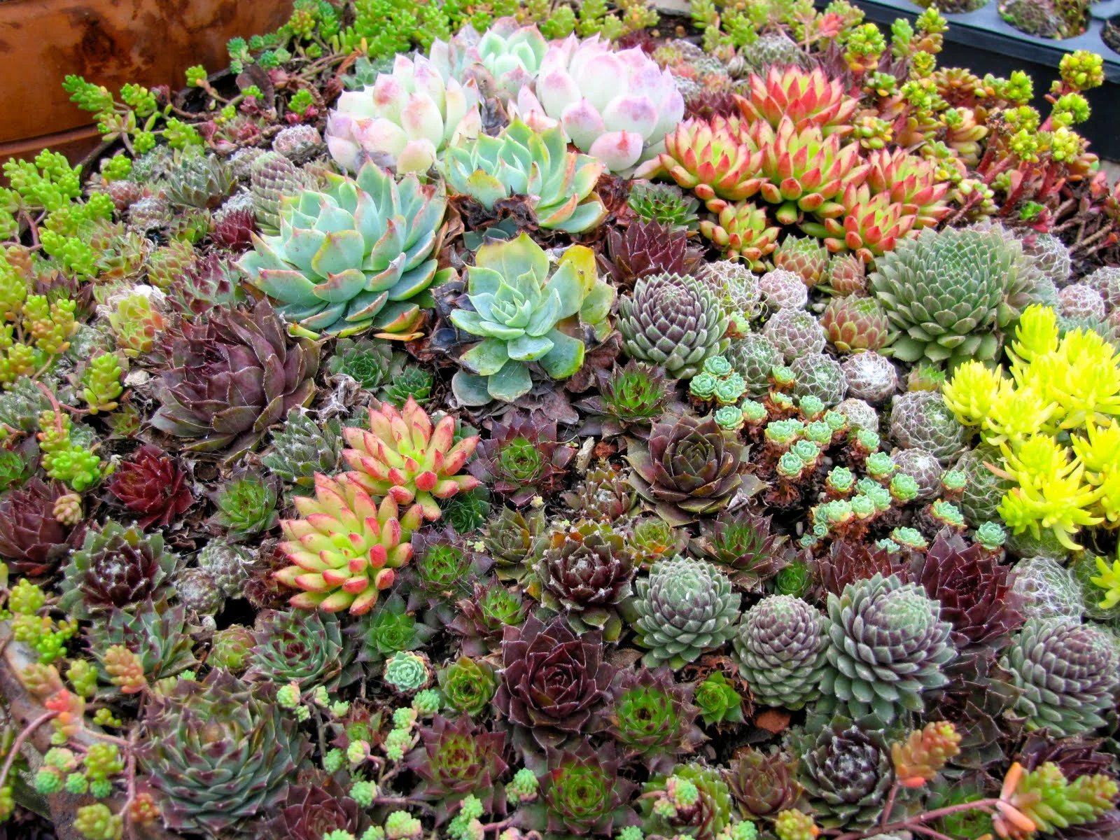 succulents.jpg